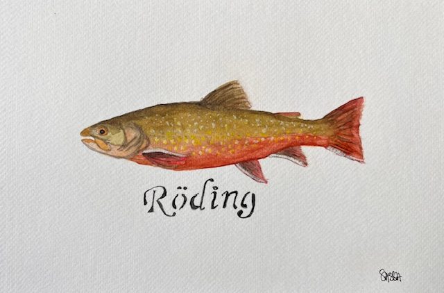 Akvarell av en röding i olivgrönt och rött med texten ”Röding” under fisken