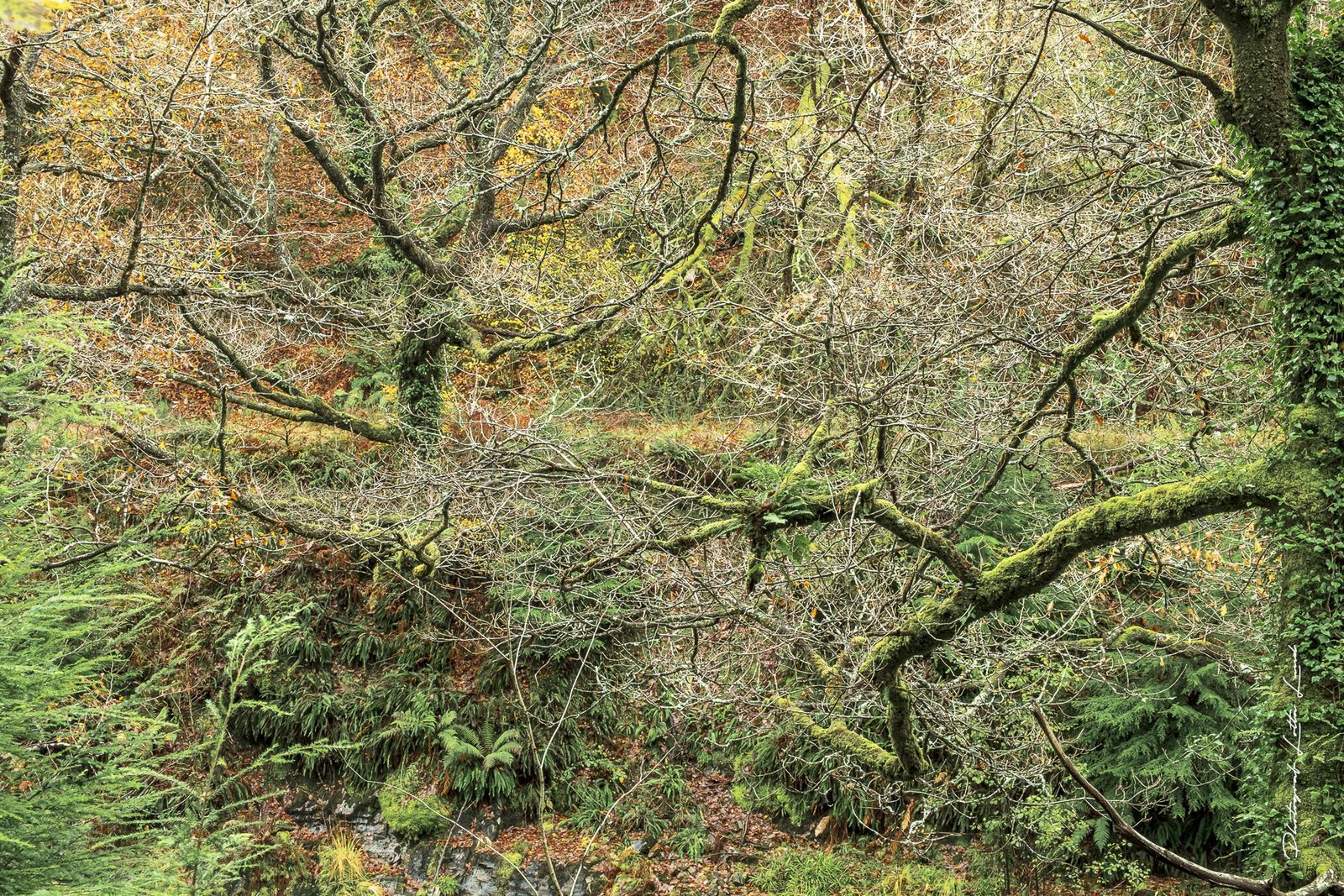 Lotta Lunds naturfotografi: mossiga grenar och ormbunkar i höstskog i grönt och guld