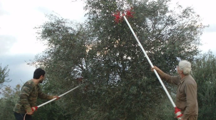 Två män skördar oliver med långa skakstavar från ett olivträd på Kreta